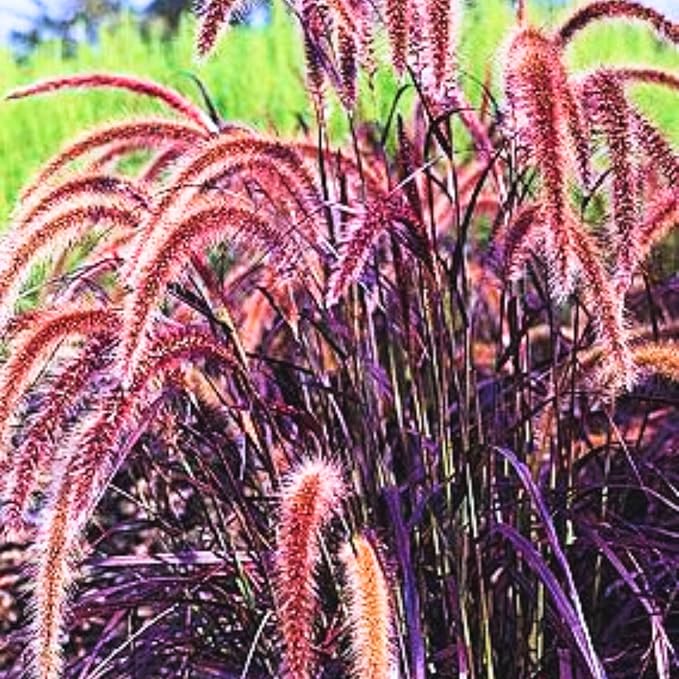 Pack 3 Fountain Grass Plants Live, 5-9 Inch Tall, Ornamental Grasses Live Plants Perennial, Well-Rooted Perennial Grass Clumps (Purple Fountain Grass)