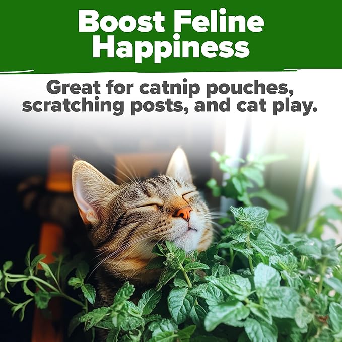 HOME GROWN Catnip Seeds (2 Pack) 𝗡𝗢𝗡-𝗚𝗠𝗢, 𝗨𝗦𝗔-𝗦𝗢𝗨𝗥𝗖𝗘𝗗 Heirloom Herb 4232 Seeds - Indoor or Outdoor Seed - High-Germination Cat Nip - Cat Safe Plants (Nepeta cataria)