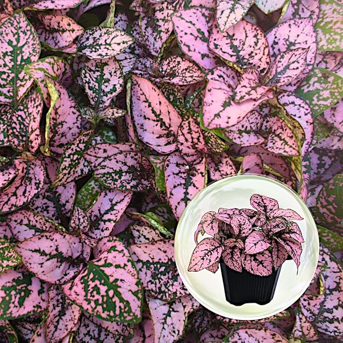 Polka Dot Plant (4-Pack) - Live Houseplants, Small Indoor Plants, Hypoestes Pink- Colorful, Air-Purifying House Plants