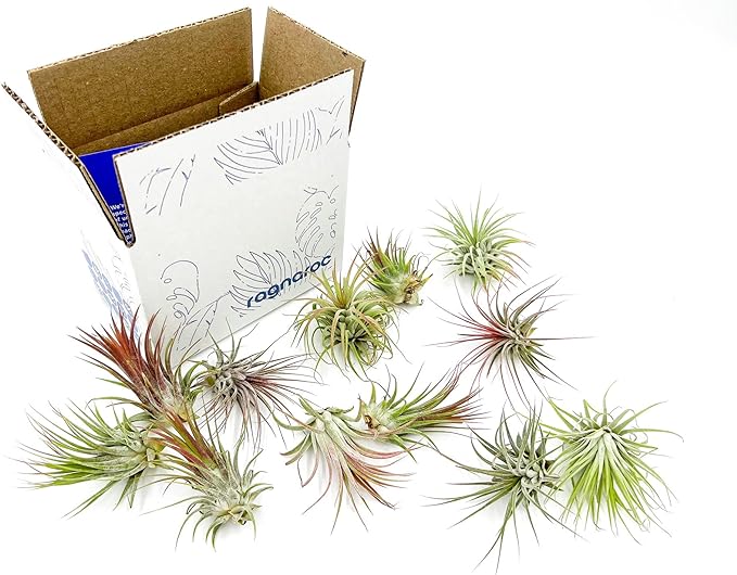 Air Plants - Tillandsia Ionantha Pack, Regular 1-3" - 12ct - Live Arrival Guaranteed - House Plants for Home Decor & Gift