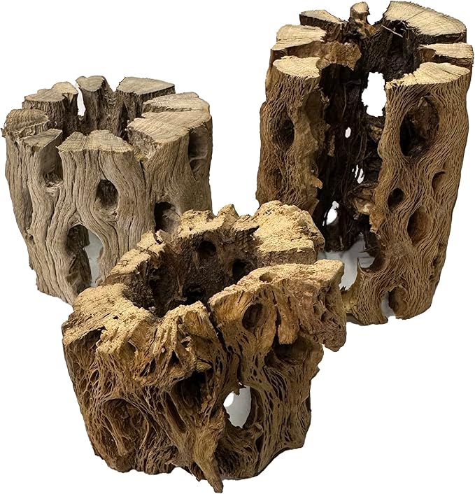 3 Natural Cholla Wood Air Plant Display Holders Individually Unique Round Decorative Stands (3 Pack Cholla Rounds)