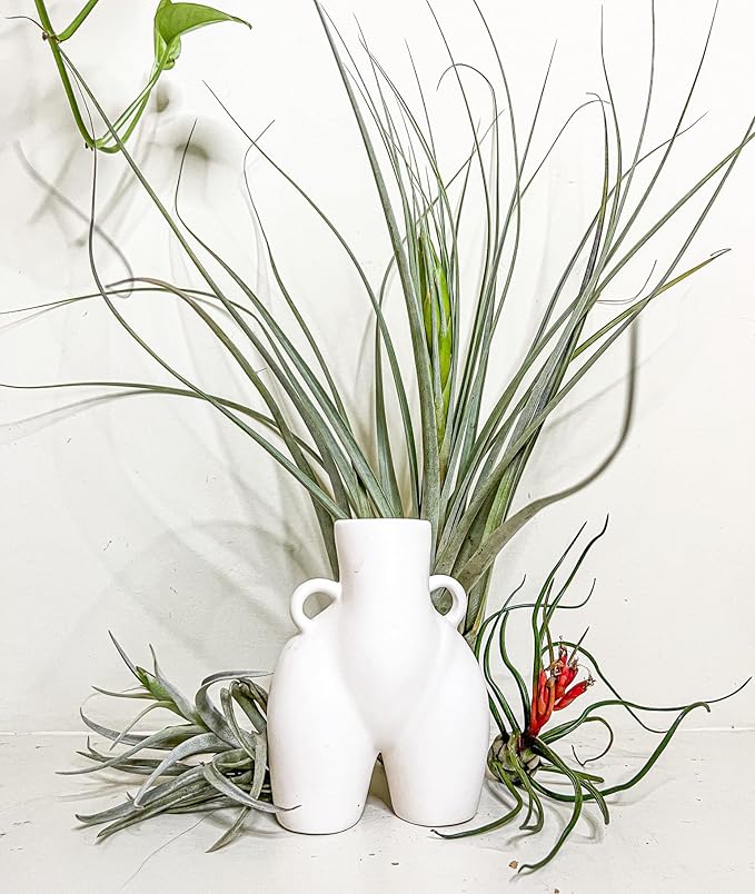 Air Plants - Odin Gift Box - 5ct - Live Arrival Guaranteed - House Plants for Home Decor & Gift