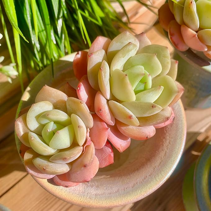 FWPP Live Succulents Plants Echeveria Love Song 2 Heads 3 inches,Rare Succulents Bare Root Without Pot Soil, Live Plants Indoor Office Decoration Wedding and Gift