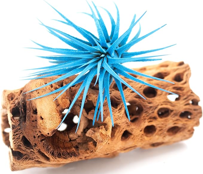 Live Extra Large Tillandsia Ionantha Guatemala Colorful Air Plant 3+ inch Enhanced Color Easy Care Indoor Outdoor Home Decor Gift Airplant by Awesome Industries (Light Blue XL)