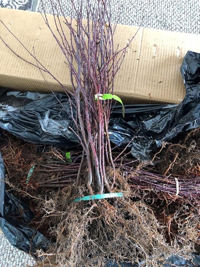 Japanese Red Maple Live Plants Shipped 1-2 Foot Tall