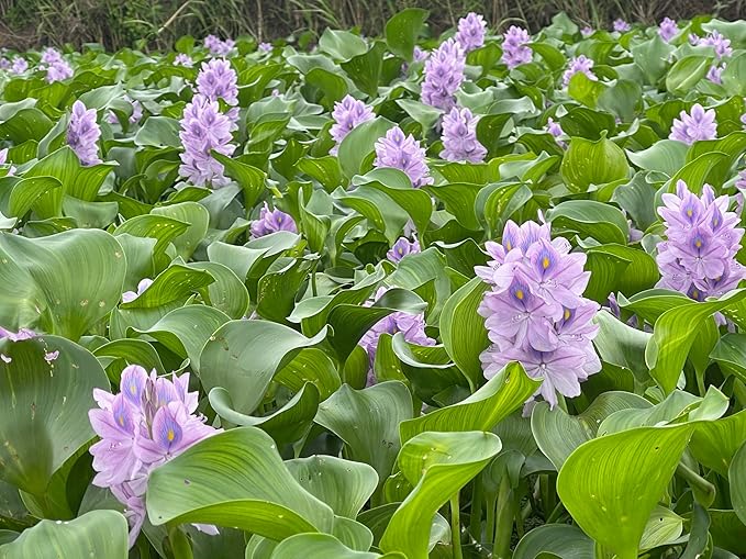 12 Water Hyacinth (Eichornia Crassipes) Floating Water Garden Pond Plants (12 Live Plants)