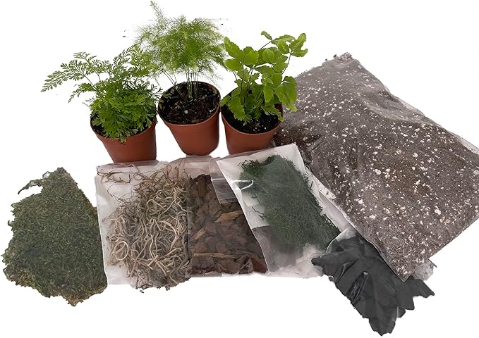 Hirt's Terrarium Kit with 3 Live Mini Ferns in 2" Pots
