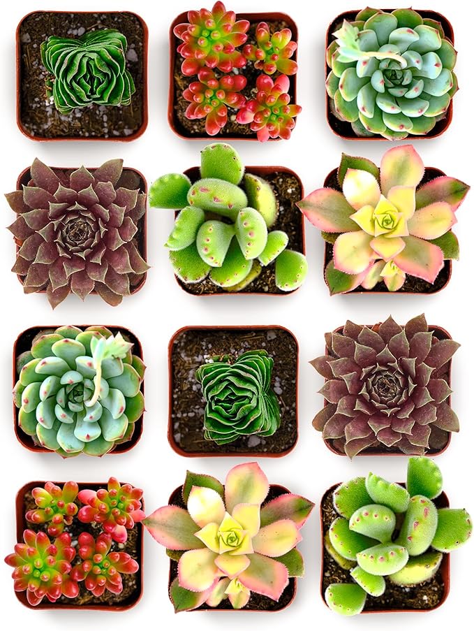 Shop Succulents Colorful Succulent Plant Pack 2" Grow Pot Pack of 12