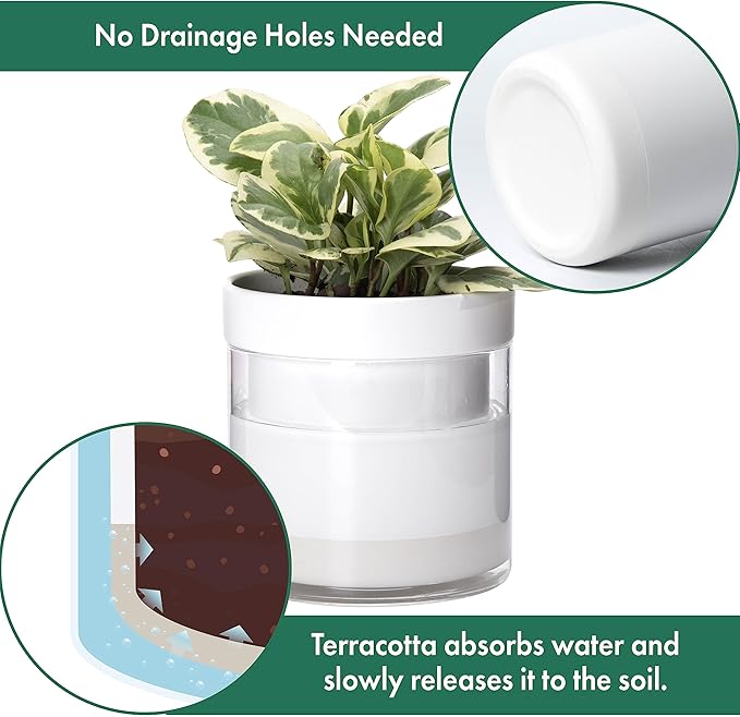 Phoenix Vine 6 Inch 4 Inch Self Watering Planter, White Terracotta Clay Pots with Glass Reservoir for Indoor Plants, Herbs, Flowers, 52-B-G-46