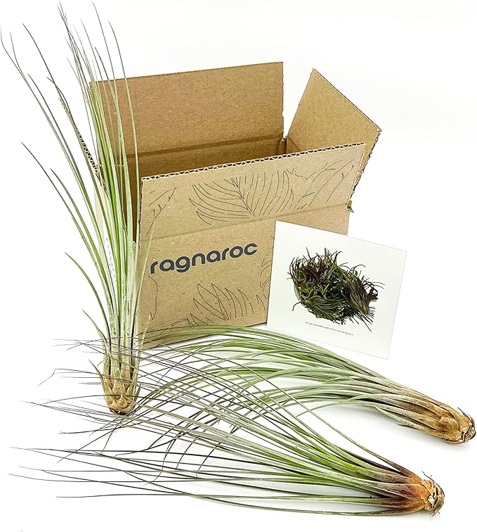 Air Plants - Tillandsia Juncea, Jumbo 8-12" - 3ct - Live Arrival Guaranteed - House Plants for Home Decor & Gift