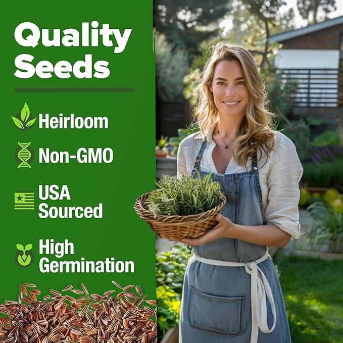 HOME GROWN Rosemary Seeds Pack - 300 High Germinating 𝗡𝗢𝗡-𝗚𝗠𝗢, 𝗨𝗦𝗔-𝗦𝗢𝗨𝗥𝗖𝗘𝗗 Heirloom Herb Seeds for Planting in Indoor or Outdoor Herb Gardens (Salvia rosmarinus)