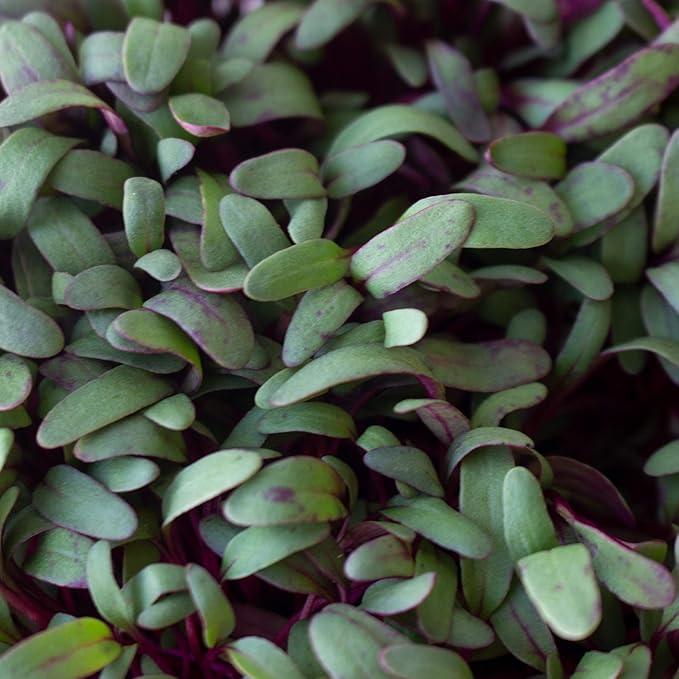 Beet Seeds - Red Round - 1 Oz ~1,500 Seeds - Beta vulgaris - Microgreens Seed - Non-GMO, Heirloom, Open Pollinated, Annual