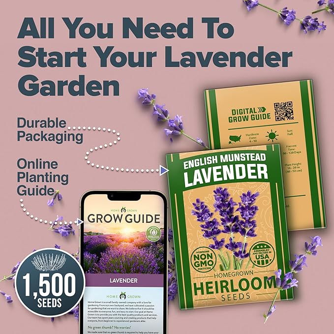 HOME GROWN 𝗨𝗦𝗔 𝗣𝗥𝗘𝗠𝗜𝗨𝗠 English Lavender Seeds 1,500+ 𝗡𝗢𝗡-𝗚𝗠𝗢 Wildflower Seed for Planting Indoor/Outdoor, High Germination, Plant Flower Seeds (Lavandula antustifolia)