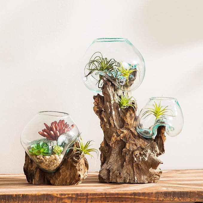 Cape Craftsmen 7" H Hand-Blown Blue Tinted Bubble Glass On Natural Teak Driftwood Terrarium | Home Décor Indoor Planter with Stand | Pot for Succulent and Plants