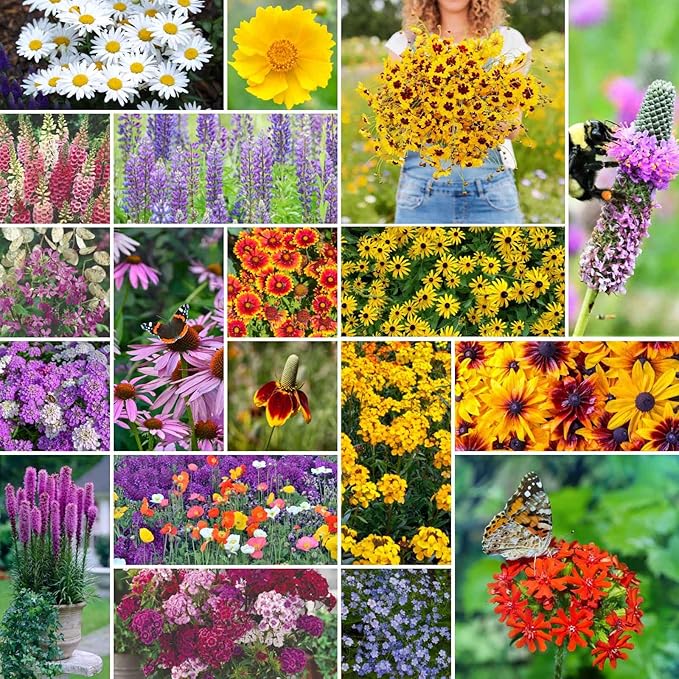 Eden Brothers All Perennial Wildflower Mixed Seeds for Planting, 1 lb, 480,000+ Seeds with Lupine, Shasta Daisy | Attracts Pollinators, Plant in Spring or Fall, Zones 3, 4, 5, 6, 7, 8, 9, 10