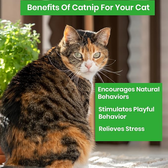 NatureZ Edge Catnip Seeds for Planting, 2200+ Herb Seeds, Indoor or Outdoor Growing, Cat Nip Seeds, Your Cat Will Love Them, Non-GMO