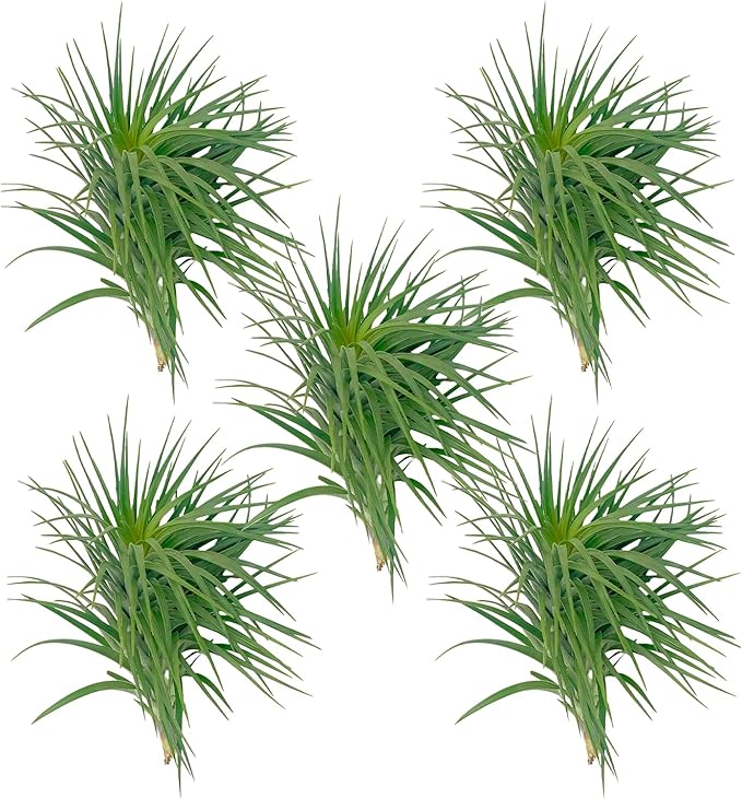 Air Plants - Flowering Tillandsia Pink Paske Large 5" - 5ct - Live Arrival Guaranteed - House Plants for Home Decor & Gift
