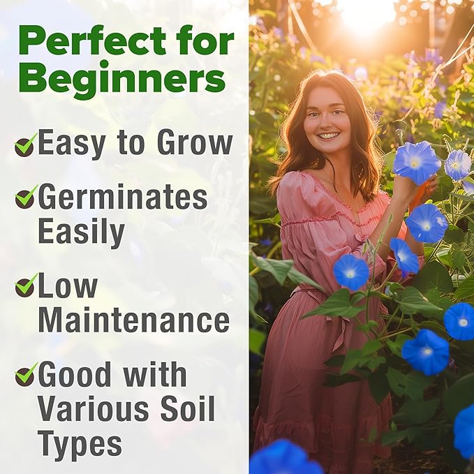 HOME GROWN 𝗨𝗦𝗔 𝗣𝗥𝗘𝗠𝗜𝗨𝗠 Heavenly Blue Morning Glory - 150 Heirloom Seeds for Planting, 𝗡𝗢𝗡-𝗚𝗠𝗢 Ideal for a Flower Garden That Attracts Pollinators and Birds (Ipomoea Tricolor)