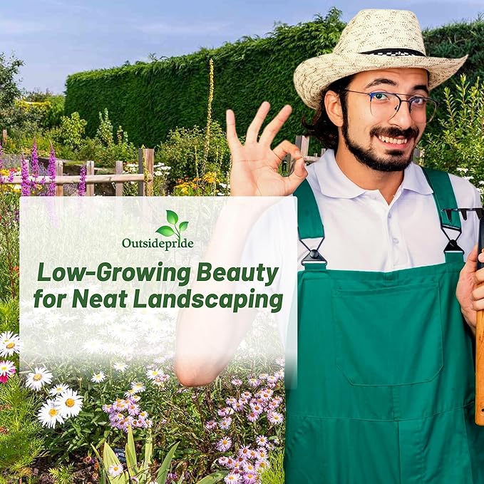 Outsidepride Low Growing Wildflower Seeds - 1/4 lb Dwarf, & Short, Diverse Perennial & Annual Wild Flower Seed Mix with Long Bloom Season for Colorful Display That Thrives on All States