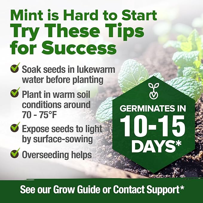 HOME GROWN Premium Common Mint Seeds (Bulk Pack) 3,600 𝗡𝗢𝗡-𝗚𝗠𝗢 𝗨𝗦𝗔 Heirloom Herb Seeds, USA Sourced | Ideal for Planting Outdoors or Indoors for a Fresh Mint Tea Garden (Mentha spp)