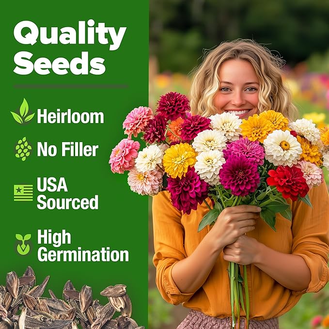 HOME GROWN 𝗨𝗦𝗔 𝗣𝗥𝗘𝗠𝗜𝗨𝗠 Zinnia Dahlia Seeds Pack for 2025 – 524 𝗡𝗢𝗡-𝗚𝗠𝗢 Flower Seeds | Vibrant Zinnia Elegans for Pollinator Gardens, Borders & Containers | Easy-to-Grow Outdoor Blooms