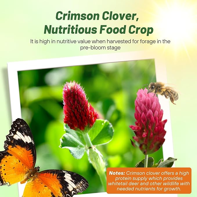 Outsidepride Crimson Clover Seeds - 1/4 lbs. Annual, Nitrocoated, & Inoculated Ground Cover Seeds, Ideal Clover Seed for Lawn, Cover Crop, Pasture, Hay, Green Manure & Wildlife Forage