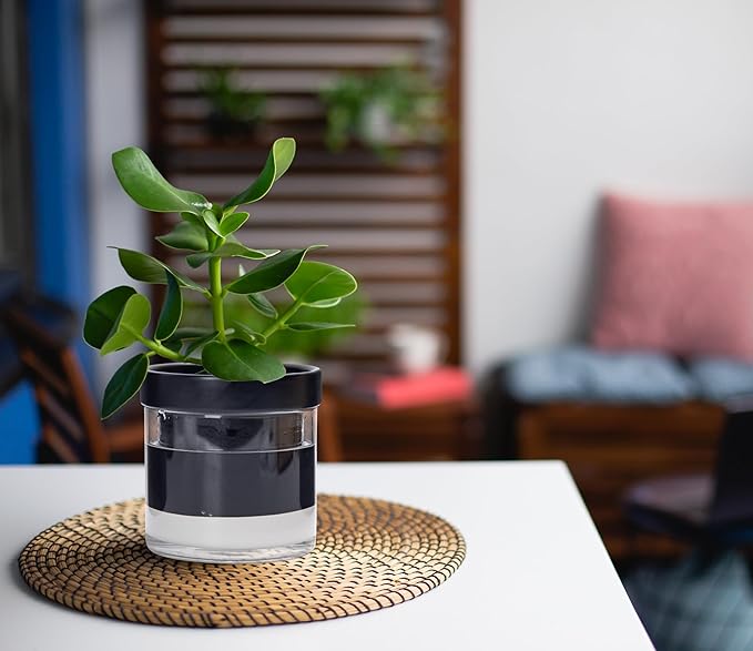 Phoenix Vine 4 Inch Self Watering Terracotta Planter, Black Terracotta Clay Pot with Glass Reservoir for Indoor Plants, Herbs, Flowers, Set of 1, 52-C-E-1