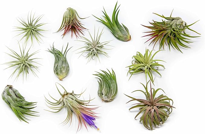 50 Pack Air Plants Assorted Tillandsia Ionantha - Live Succulent House Plants - Available in Wholesale and Bulk - Home and Garden Decor - Easy Care Indoor and Outdoor Plants