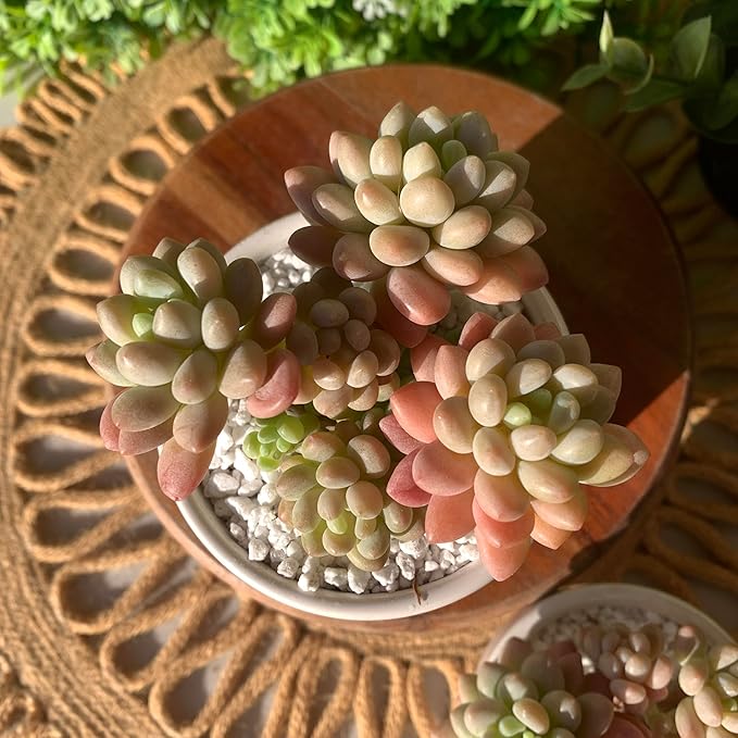 Sedum Caviar Rare Live Succulent Plants, Pink Cluster 3 Live Plant, Package Without Pot Soil, Garden Indoor Office Desk, Wedding Party Baby Shower Decoration, Friend Plant Lovers Gifts