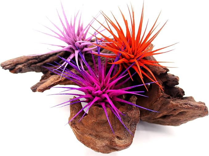 Dyed Tillandsia Ionantha Guatemala Enhanced Colored Colorful Air Plant Live Easy Care Indoor Outdoor Home Decor Gift Airplant by Awesome Industries Live Arrival Guaranteed (Moonbeam)