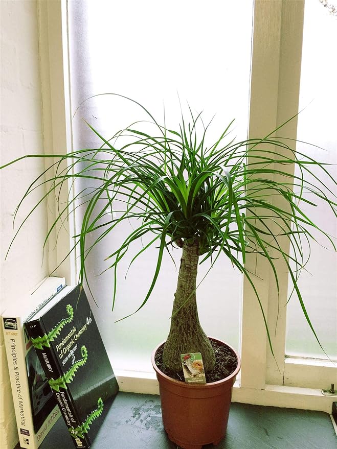 Ponytail Palm - Live Plant in a 6 Inch Growers Pot - Beaucarnea Recurvata - Beautiful Clean Air Indoor Succulent Houseplant