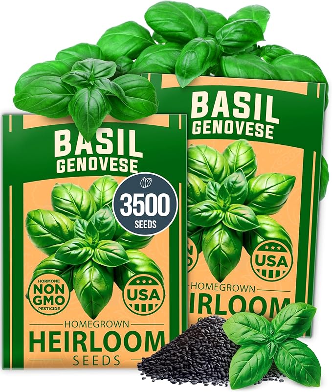 HOME GROWN Genovese Basil Seeds 2 Pack - 3500 𝗡𝗢𝗡-𝗚𝗠𝗢 𝗨𝗦𝗔 Heirloom Basil Seeds for Planting (Ocimum basilicum) - Herb Seeds for Indoor & Outdoor Gardening - Grow for Culinary Use