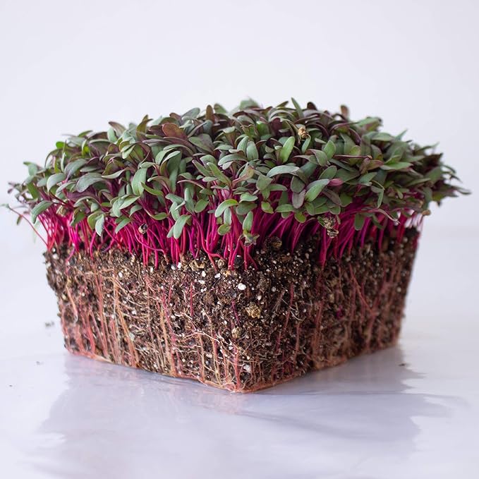 Beet Seeds - Red Round - 5 Lb ~120,000 Seeds - Beta vulgaris - Microgreens Seed - Non-GMO, Heirloom, Open Pollinated, Annual