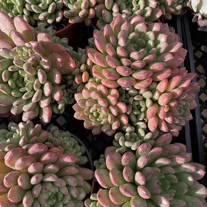 Live Succulents Sedeveria Pink Ruby (4-inch), Succulent Plants Fully Rooted in Pots with Soil, Easy-Care House Plant for DIY, Home Office Decor, Wedding Party Favor