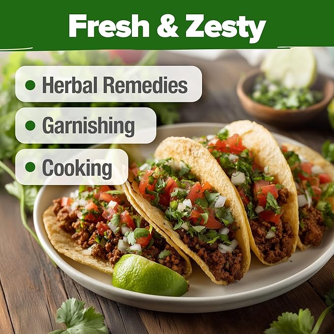 HOME GROWN 𝗨𝗦𝗔 𝗣𝗥𝗘𝗠𝗜𝗨𝗠 500+ Cilantro Seeds for Planting Indoors or Outdoors - Heirloom 𝗡𝗢𝗡-𝗚𝗠𝗢 Coriander Seeds, Grow Your Own Cilantro Plant - Culinary Herb Seeds for Your Herb Garden
