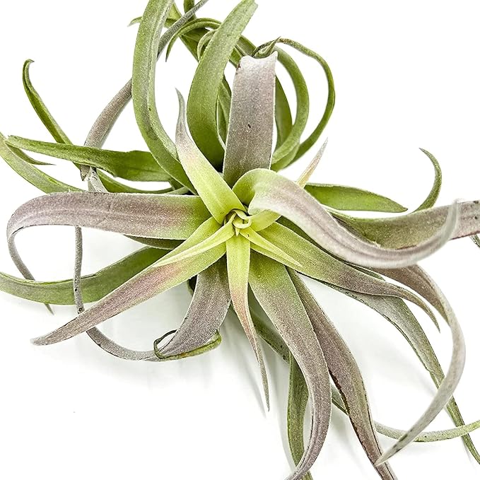 Air Plants - Tillandsia Cacticola, Jumbo 6-9" - 2ct - Live Arrival Guaranteed - House Plants for Home Decor & Gift