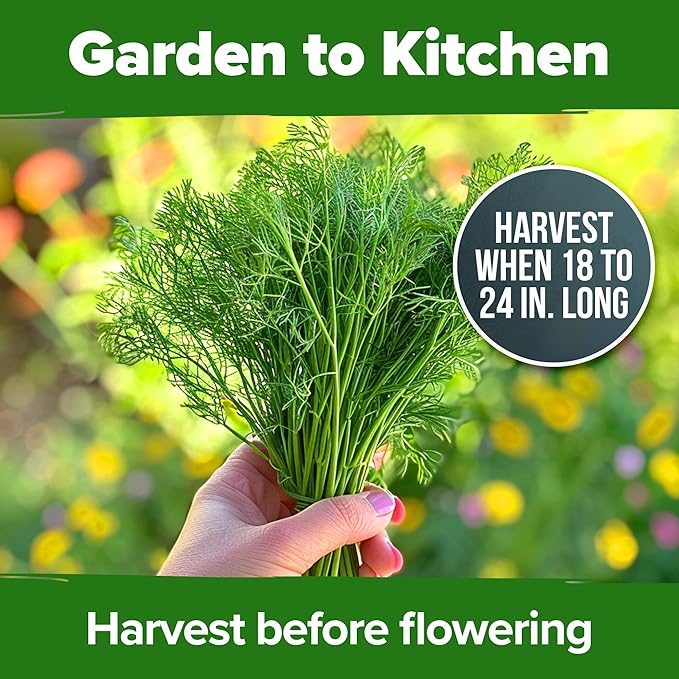 HOME GROWN 𝗨𝗦𝗔 𝗣𝗥𝗘𝗠𝗜𝗨𝗠 Dill Seeds for Planting 1,014 Bouquet Dill Seeds 𝗡𝗢𝗡-𝗚𝗠𝗢 and Heirloom Herb Seeds for Planting Outdoors, Grow Your Fragrant Dill Herb Garden (Anethum graveolens)