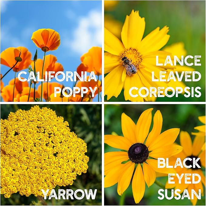 Wildflower Seeds Bulk - Meadow Wildflower Seed Mix, 5 Lbs Bulk, Annual & Perennial Wildflowers Seeds for Planting, Wild Flower & Grass Garden Mixture, Mountain Valley Seed Company