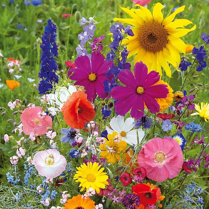Eden Brothers Fairytale Flower Mixed Seeds for Planting, 1 lb, 480,000+ Seeds with Calendula, Cosmos Dazzler, Cornflower | Attracts Pollinators, Plant in Spring or Fall, Zones 3, 4, 5, 6, 7, 8, 9, 10