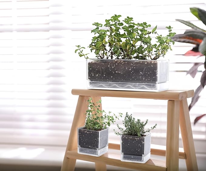 D'vine Dev 12 Inch Window Box Planter, Rectangle Plastic Herb Planter with Drainage Holes and Saucer, Indoor Succulent Cactus Vegetable Pot for Windowsill, Garden Balcony, Clear, Set of 2, 76-X-D-2