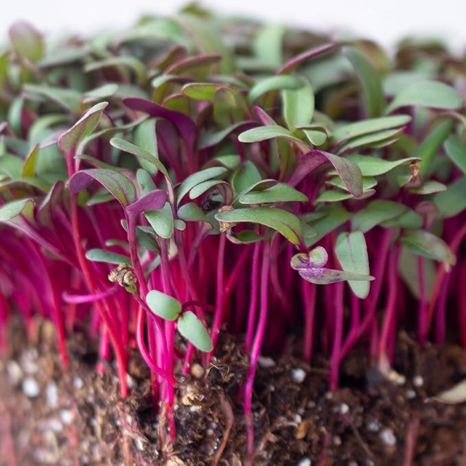 Beet Seeds - Red Round - 1 Lb ~24,000 Seeds - Beta vulgaris - Microgreens Seed - Non-GMO, Heirloom, Open Pollinated, Annual