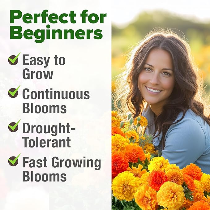 HOME GROWN 𝗨𝗦𝗔 𝗣𝗥𝗘𝗠𝗜𝗨𝗠 Petite French Marigold Seeds 329+ Flower Seeds for Planting Outdoors Easy to Grow Companion Plant & Quick Blooming Pollinator Heirloom Wildflower Seed (Tagetes patula)