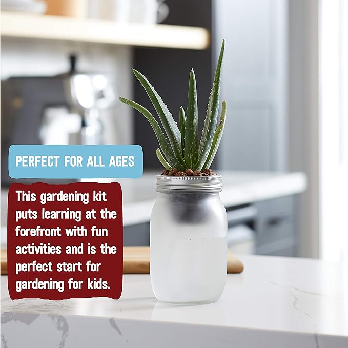 Back to the Roots Self Watering Grow Kit - Glass Hydroponic Planters for Succulents and Cacti Self-Watering System