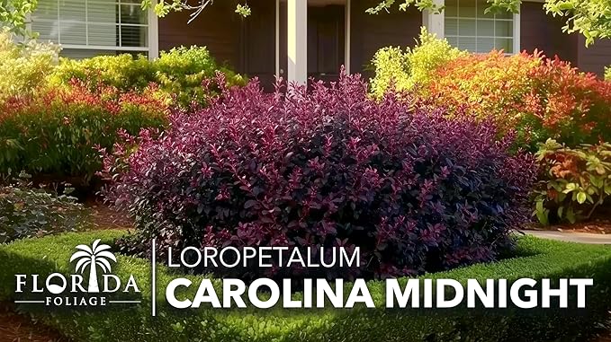 Loropetalum Carolina Midnight | 40 Live Plants | Loropetalum Chinense | Purple Foliage Shrub | Ornamental Landscape Bush | Fast Growing Plants