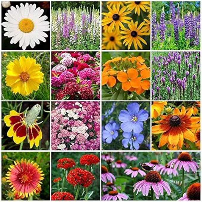 Dirt Goddess Super Seeds~ All Perennial Wildflower Seed Mix (1 LB) 375,000 Seeds