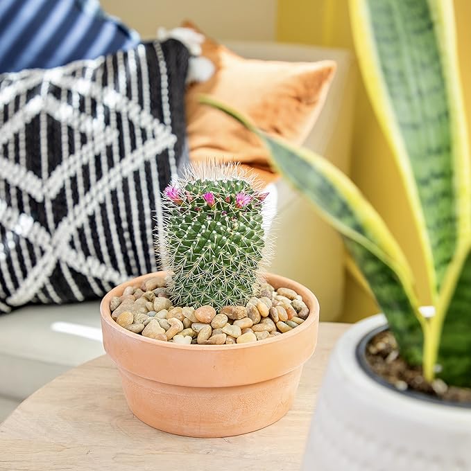 Altman Plants, Assorted Cactus Plants Live Plants (3PK), Cactus Plant Live Succulents Plants Live Cactus Decor, Indoor Plants Live House Plants in Cactus Soil, Live Cacti Plants Live Succulent Plants