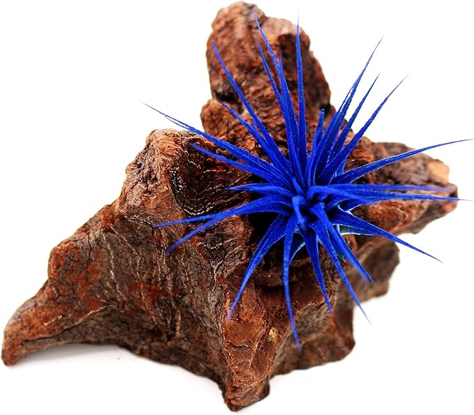 Dyed Tillandsia Ionantha Guatemala Enhanced Colored Colorful Air Plant Live Easy Care Indoor Outdoor Home Decor Gift Airplant by Awesome Industries Live Arrival Guaranteed (Deep Blue)
