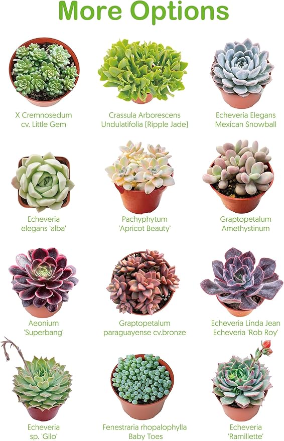 Live Succulent String of Pearls, Approx 2-inch Large, Potted Succulents, Fully Rooted, Easy Care House Plants