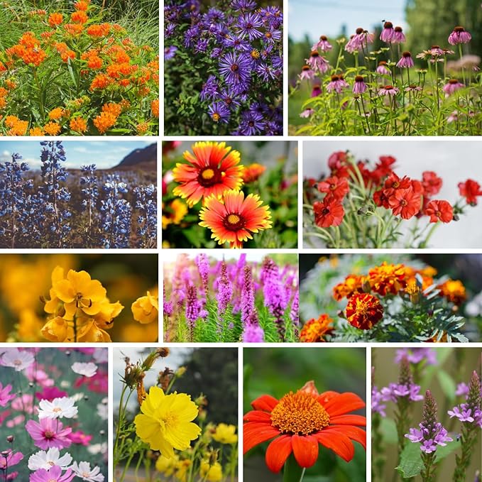 Wildflower Seeds Bulk – National Wildflower Seed Collection – Perennial Wildflowers Mix – Flower Seeds for Planting – Wild Flowers (Save The Monarchs)