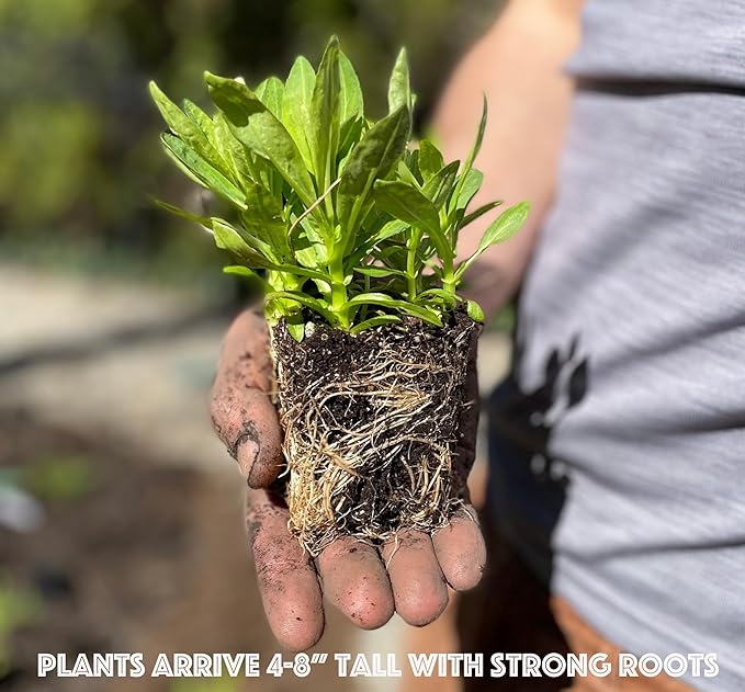 32 Live Butterfly Milkweed Plants (Asclepias tuberosa) Perennial Wildflowers from My Home Park – Individually Potted in 4” Pots – 4–8” Tall on Arrival – Not Seeds – Blooms in Mid-Summer – Zones 4-8